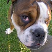 Blanding af racer Elvis