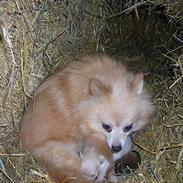 Pomeranian sussi