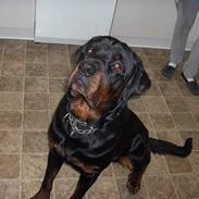 Rottweiler tyson død 