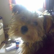 Yorkshire terrier Mr.King