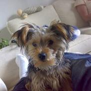 Yorkshire terrier Mr.King