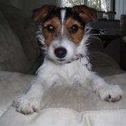 Jack russell terrier Ziggi