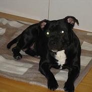 Staffordshire bull terrier toby