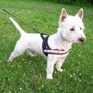 West highland white terrier Gismo