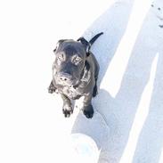 Labrador retriever Jason