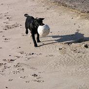 Labrador retriever Jason