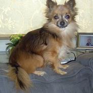 Chihuahua Nikki 1999-2007