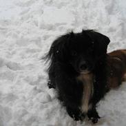 Blanding af racer Delle (¯`•¸·´¯)