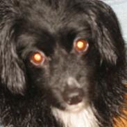 Blanding af racer Delle (¯`•¸·´¯)