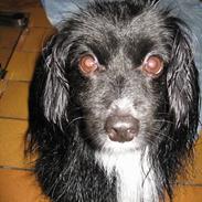 Blanding af racer Delle (¯`•¸·´¯)