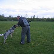 Australsk cattledog Pargus