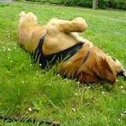 Golden retriever Basse