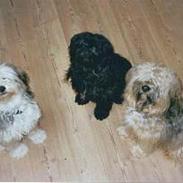 Tibetansk terrier Buma