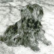 Tibetansk terrier Buma