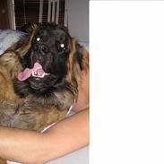 Leonberger Weika`s Hess