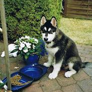Alaskan malamute Mika