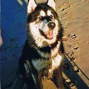 Alaskan malamute Mika