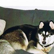 Alaskan malamute Mika