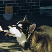 Alaskan malamute Mika