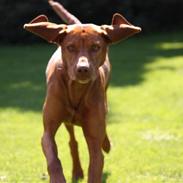 Vizsla Lucca