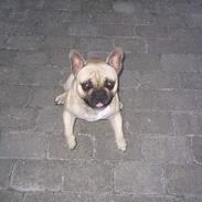 Fransk bulldog Zaco