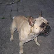 Fransk bulldog Zaco