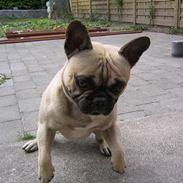 Fransk bulldog Zaco