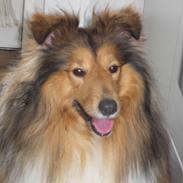 Shetland sheepdog Nico *RIP*