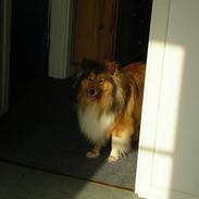 Shetland sheepdog Nico *RIP*