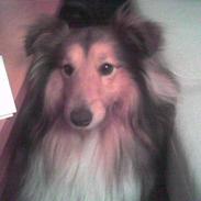 Shetland sheepdog Nico *RIP*