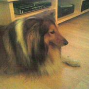 Shetland sheepdog Nico *RIP*