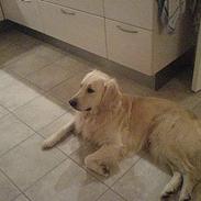 Golden retriever Esbjørn
