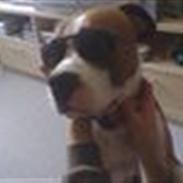 Amerikansk staffordshire terrier Hektor.