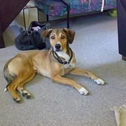 Blanding af racer Carlo