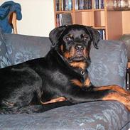 Rottweiler Aion