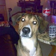 Blanding af racer Carlo