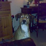 Blanding af racer Carlo