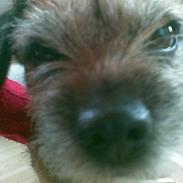 Border terrier Molly