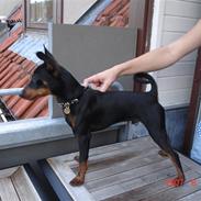 Dvaergpinscher spike