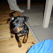 Dvaergpinscher spike