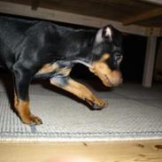 Dvaergpinscher spike