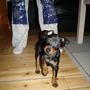 Dvaergpinscher spike