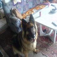 Schæferhund Bamse