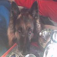 Schæferhund Bamse