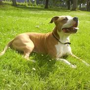 Amerikansk staffordshire terrier Zack R.I.P