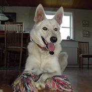 Hvid schæfer Zita (Isbjørnen