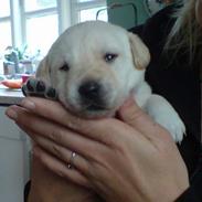 Labrador retriever Rolex