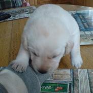Labrador retriever Rolex