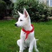 Hvid Schweizisk Hyrdehund Nanoq R.I.P.