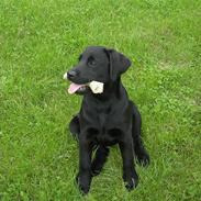 Labrador retriever Aila